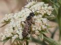 Halictus quadricinctus